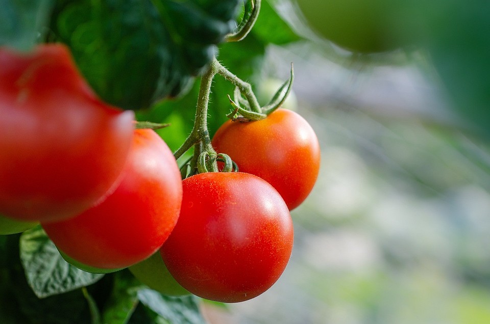 Как пасынковать помидоры: пошаговая инструкция, видео