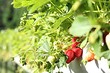 Самый вкусный урожай: 7 культур для тех, кто хочет выращивать фрукты и ягоды