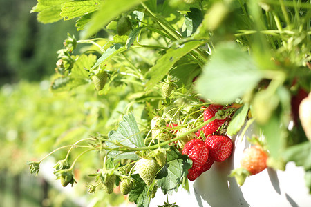 Самый вкусный урожай: 7 культур для тех, кто хочет выращивать фрукты и ягоды