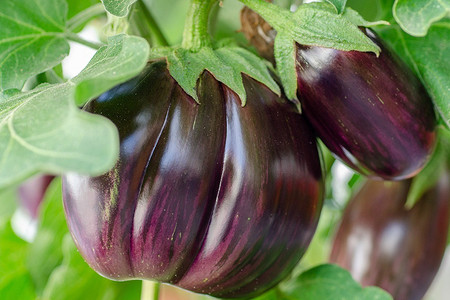 Желтеют листья у баклажанов: 5 причин и методы решения проблемы