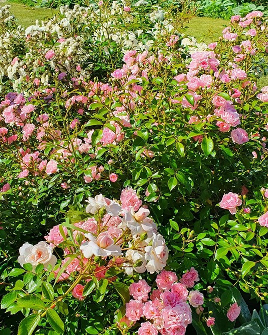Клумба с розами на даче: лучшие сорта, идеи оформления, сочетание с другими растениями (82 фото)