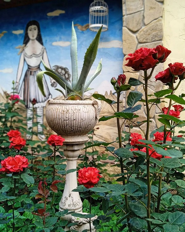 Клумба с розами: 82 фото оформлений на даче