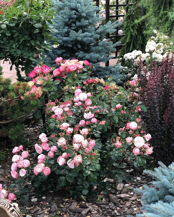Клумба с розами: 82 фото оформлений на даче | ivd.ru