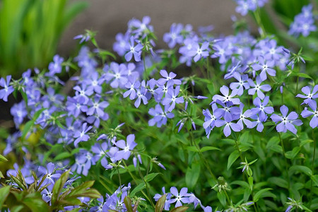 Барвинок: виды растения, правила выращивания и фото в саду