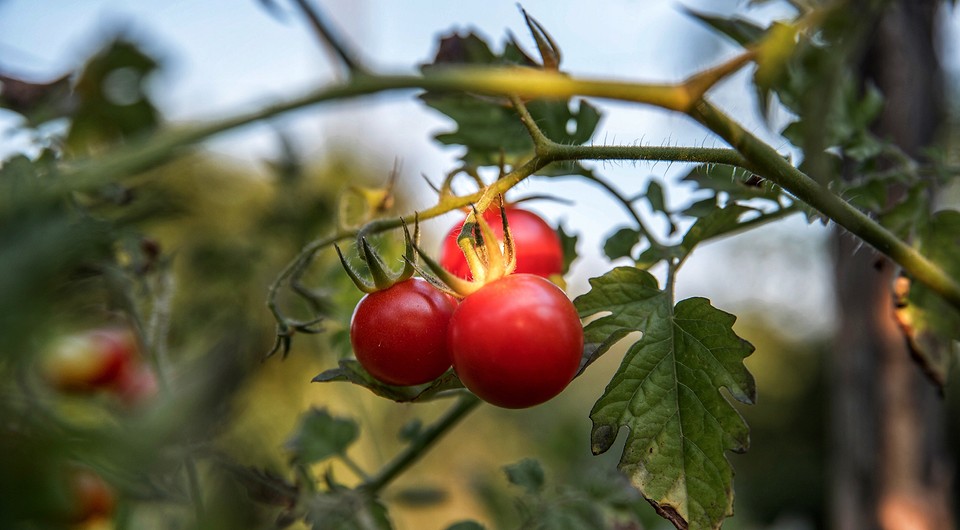 Белые пятна на листьях помидоров: 8 причин и что с этим делать