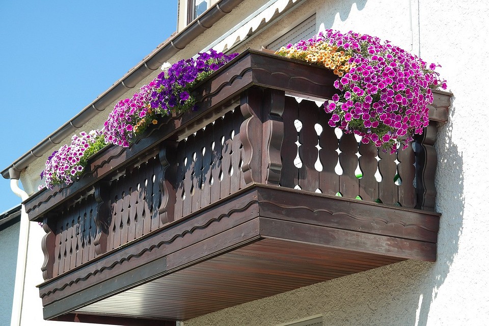 Цветы для балкона, цветущие все лето: 15 видов с фото