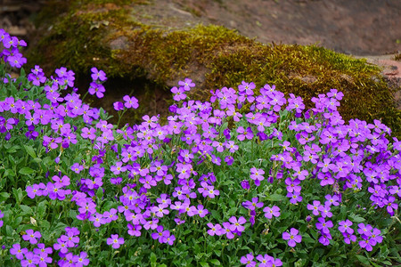 Почвопокровные морозостойкие многолетники: 20 лучших растений для вашего сада