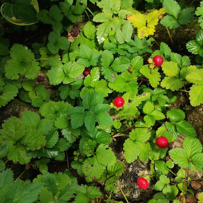 Почвопокровные морозостойкие многолетники: 20 лучших растений для вашего сада