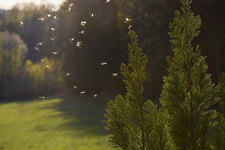 Лучшие средства от комаров на даче: виды, топ-8&nbsp;2023 года и народные методы