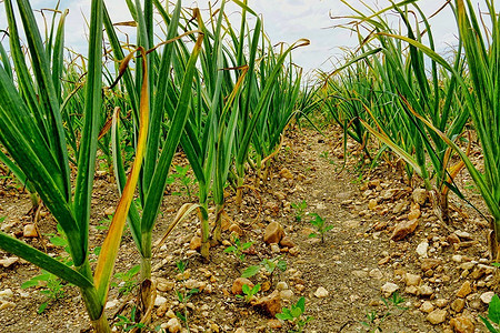 Чеснок желтеет: 5 причин и что делать с этим, способы профилактики