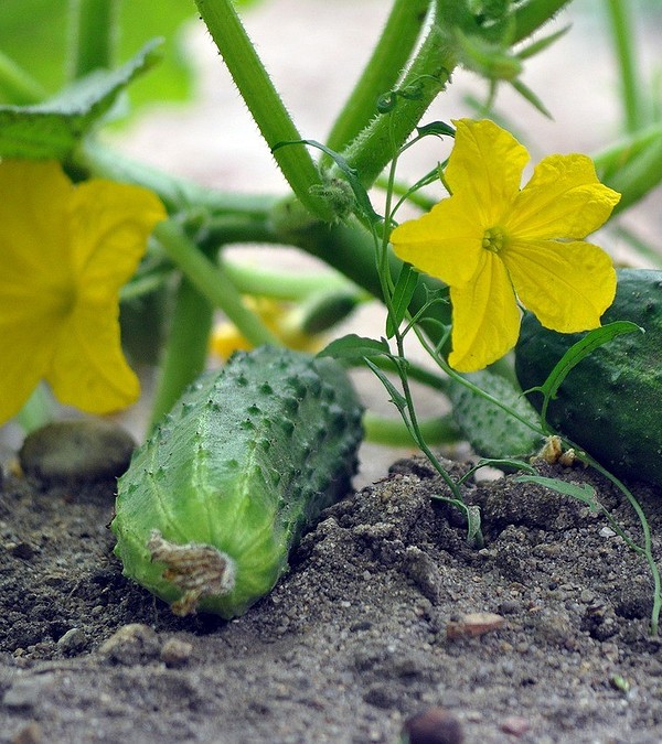 Чем подкормить огурцы: 8 удобрений для большого урожая 