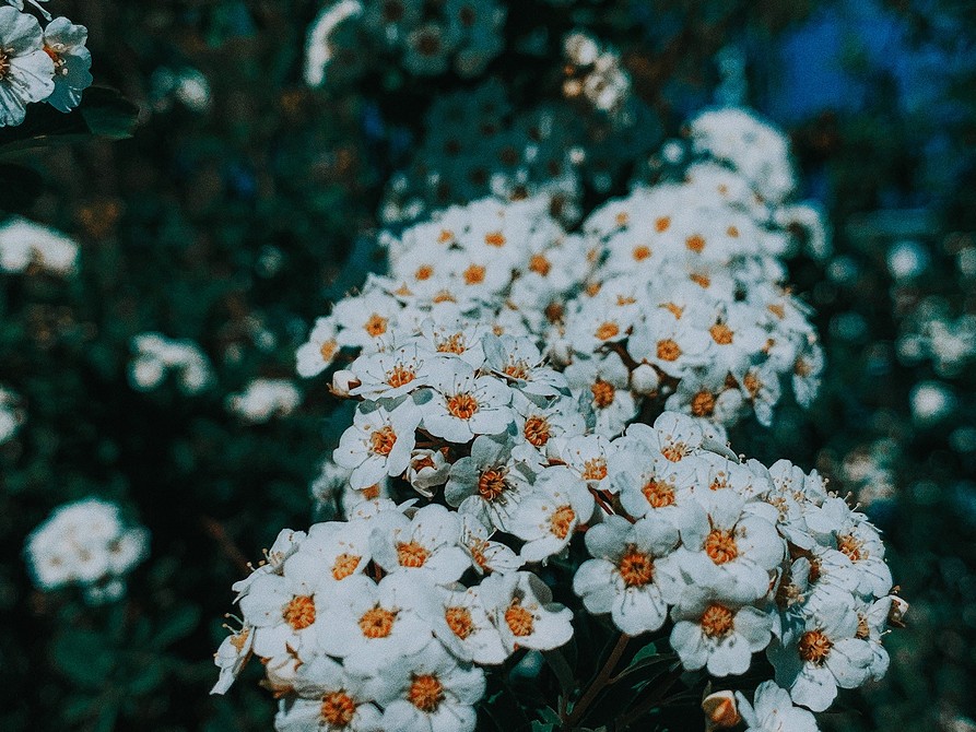 Красивые низкорослые цветы для клумбы: 24 вида, которые будут цвести все лето (121 фото)