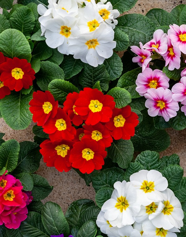 Многолетние садовые цветы для сада и дачи — фото и названия.