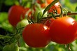 Подкормка помидоров дрожжами: 7 рецептов для улучшения урожая