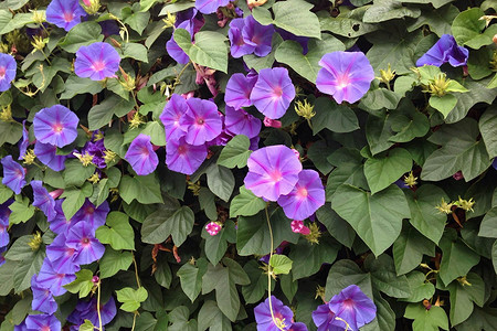 Лучшие вьющиеся однолетники: 10 сортов, которые украсят вашу дачу (119 фото)