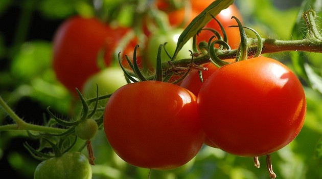 Подкормка помидоров дрожжами: 7 рецептов для улучшения урожая