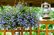 Цветок лобелия: виды, сорта, особенности выращивания и ухода, 50 фото в саду