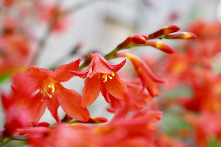 7 стильных садовых растений, которые нужно поливать реже раза в неделю