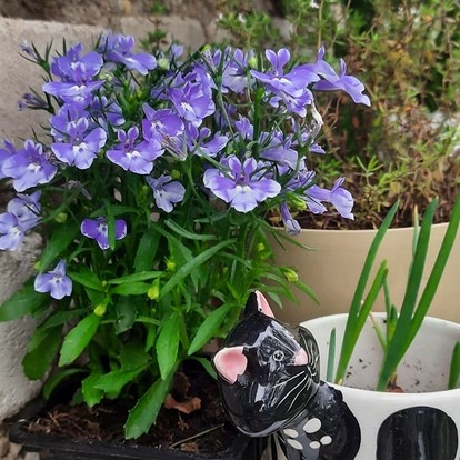 Подбор сортов по характеристикам