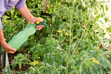 12 лучших средств для завязи помидоров в теплице и открытом грунте: чем полить и обработать