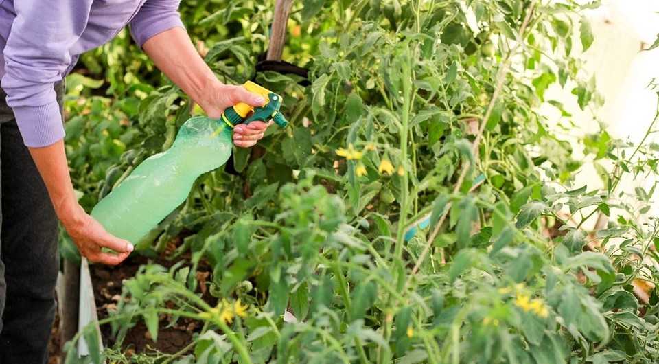 12 лучших средств для завязи помидоров в теплице и открытом грунте: чем полить и обработать