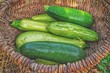Сорта кабачков на любой вкус: 21 название, описания и фото сортов