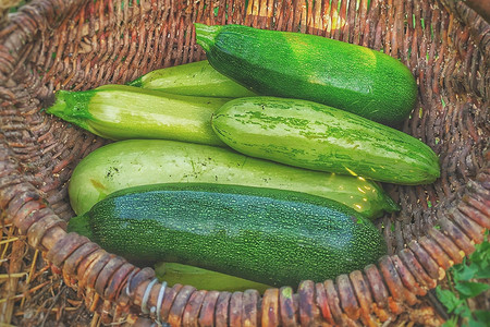 Сорта кабачков на любой вкус: 21 название, описания и фото сортов