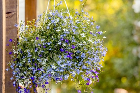 Лобелия ампельная: правила выращивания, лучшие сорта и 30 фото в ландшафте