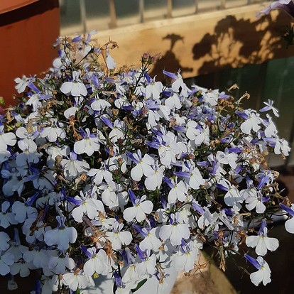 Сорт 2: название, описание и фотография