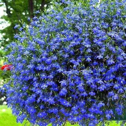 Лучшие сорта ампельной лобелии - фотографии, отзывы и подборка самых популярных и красивых сортов Сорта ампельной лобелии: фотографии, отзывы и подборка лучших сортов