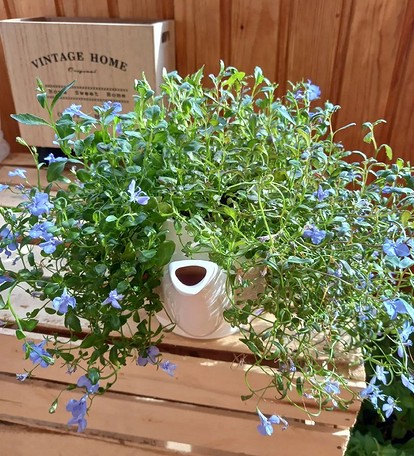 Описание ампельной лобелии и ее особенности