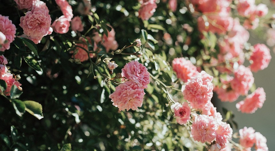 Как размножить розу: правила, 5 эффективных способов с фото