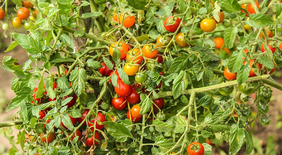 Подкормка помидоров во время цветения: 10 лучших вариантов, чем подкормить Подкормка помидоров во время цветения: 10 лучших вариантов, чем подкормить