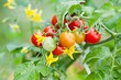Подкормка помидоров во время цветения: 10 лучших вариантов, чем подкормить