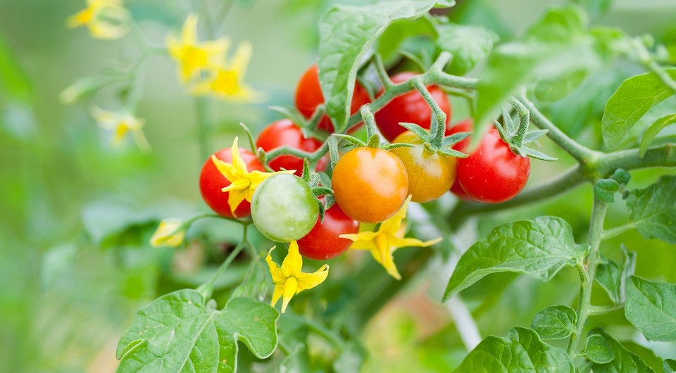 Как и чем подкормить помидоры во время цветения: 10 лучших удобрений дляхорошего урожая
