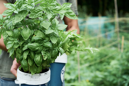 В последний вагон: 7 растений, которые вы успеете посадить на даче до осени