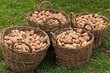 Когда копать картошку: благоприятные дни по лунному календарю, народные приметы и советы