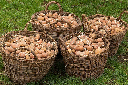 Когда копать картошку: благоприятные дни по лунному календарю, народные приметы и советы