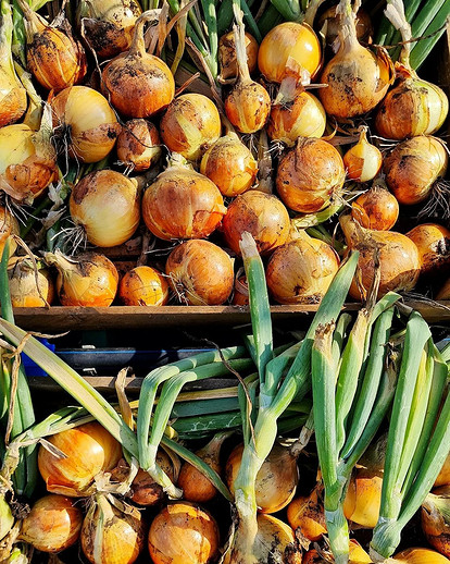 Сроки уборки лука на хранение по лунному календарю 2023: технология хранения репчатого, батуна, шалота, севка и порея