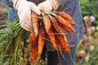 Когда убирать морковь, чтобы надолго сохранить урожай: сроки-2023 по лунному календарю и другим признакам