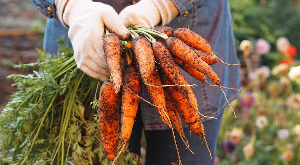 Когда убирать морковь в Подмосковье в этом году?