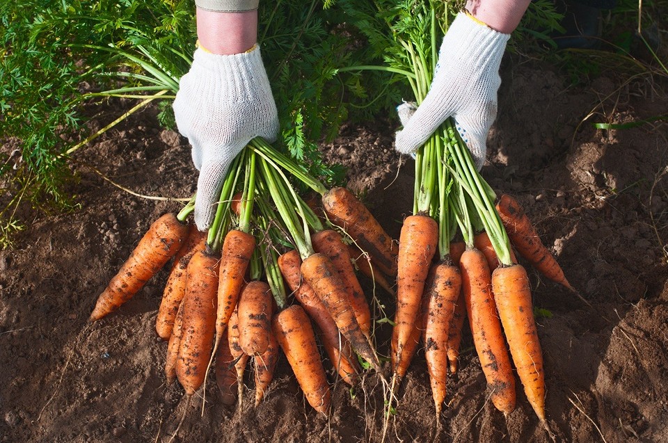 Когда убирать морковь: сроки в 2023 году, правила и советы по хранению