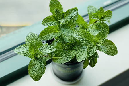 7 садовых растений, которые можно увезти с дачи в город