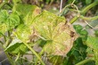 Желтеют листья огурцов: 10 причин пожелтения у грунтовых и тепличных растений, способы лечения