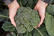 Капуста брокколи: выращивание в 5 шагов рассадным и безрассадным методом, уход