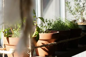 Чем занять теплицу прямо сейчас? 8 неприхотливых растений для второго урожая