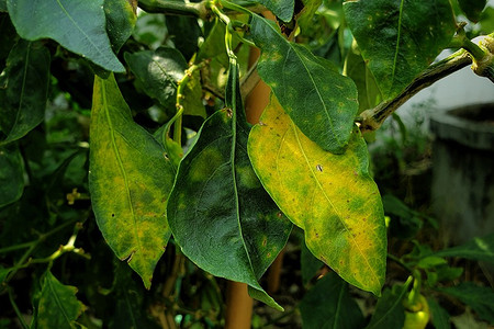 Желтеют перцы: 9 причин для теплицы и открытого грунта, лечение и профилактика