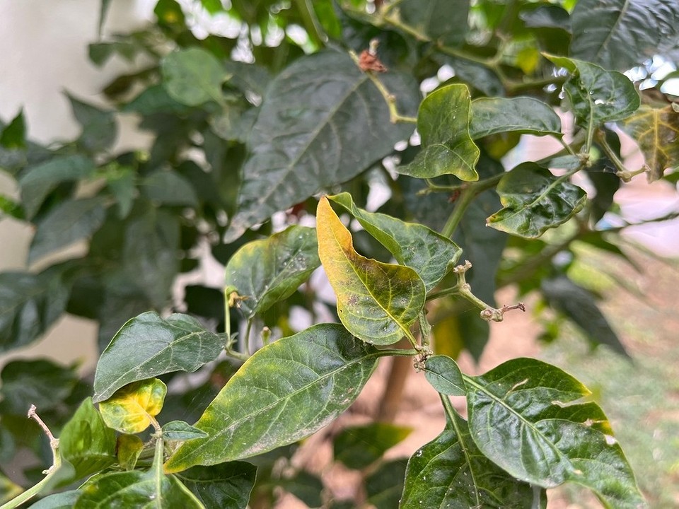 Почему желтеют листья у перца причины и способы исправить проблемы в теплице и открытом грунте