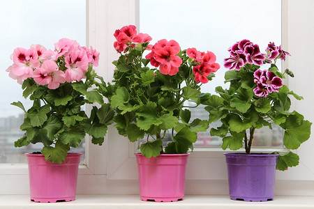 Королевская пеларгония: красивые сорта, правила выращивания и ухода, 32 фото