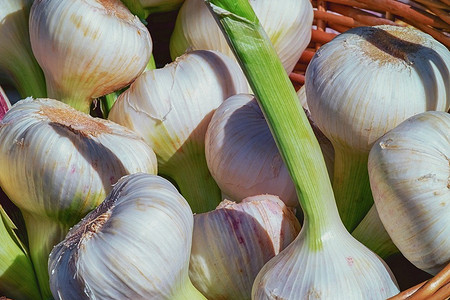 Когда убирать чеснок, посаженный под зиму: благоприятные дни 2023 по лунному календарю и прогнозу погоды